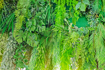 abstract natural background of tropical plants