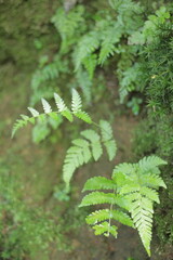 Natural Green Leaves with blurred background
