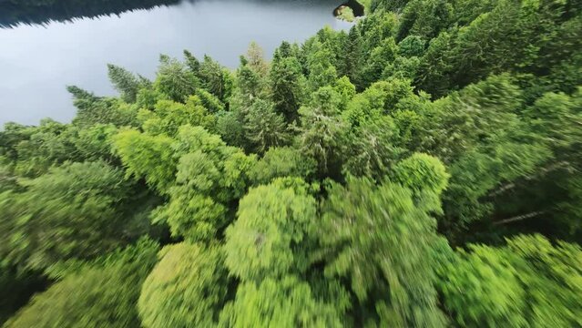 fpv drone flying over pine forest and down over lake at lac des alndes vosges region in autumn