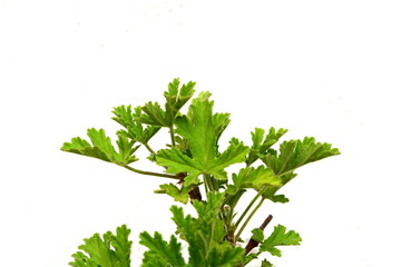 leaves of Citronella Geranium plant isolated on white (Scent Geranium, Pelargonium)
