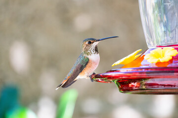 Fototapeta premium Hummingbird on a feeder