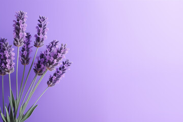 Lavender flowers on purple background, copy space.