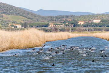 views of the inside of the Diaccia Botrona Natural Reserve, Castiglione della Pescaia, Grosseto, Tuscay, Italy