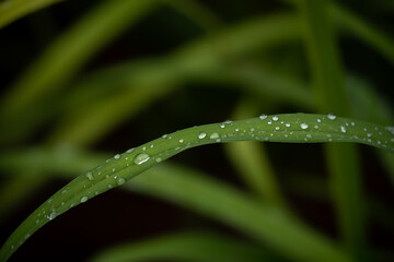 Raindrops on green leaves. Authentic summer rain.