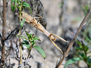 Modliszka wędrująca. © Edward