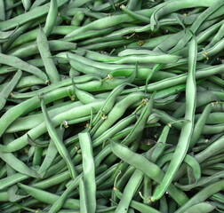 Bush beans are green beans that grow on a short, bushy plant. Common bush bean varieties include...