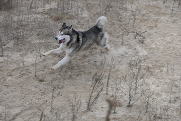 A Malamute dog runs in a field among dry grass.