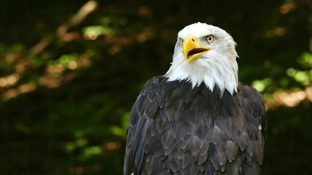 American Eagle on a blurred background in the forest