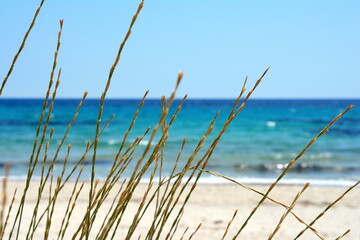 Summer Ocean Beach Grass Waves Landscape. White sand, green grass, blue sea
