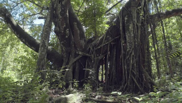 abstract, amazing, apple, botanical, botany, green, broad, bushes, foliage, growth, hiking, land, landscapes, lush, old, nature, root, below, color image, dark, horizontal, mystery, fantasy, art, spoo