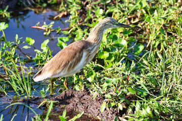 A Squacco Heron , Ardeola Ralloides looks for small insects in the swampy marshes of Amboseli National park, Kenya 