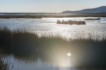 views of the inside of the Diaccia Botrona Natural Reserve, Castiglione della Pescaia, Grosseto, Tuscay, Italy