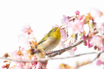 Fototapeta premium 河津桜とメジロ メジロが河津桜の蜜を吸いに来ました