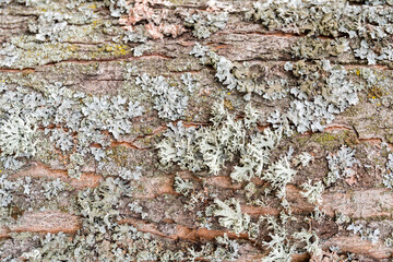 Textures de lichens sur un tronc