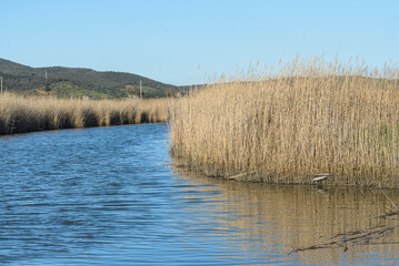 views of the inside of the Diaccia Botrona Natural Reserve, Castiglione della Pescaia, Grosseto, Tuscay, Italy
