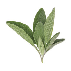 green sage leaves for food and decoration