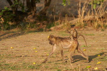 Yellow Baboon (Papio cynocephalus) carrying its young on its back whilst feeding on the fruit of a mango tree in South Luangwa National Park, Zambia in South Luangwa National Park, Zambia