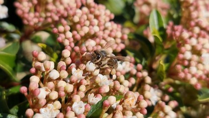 Bee sucking on white flowers 4.