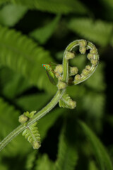 close up of a fern