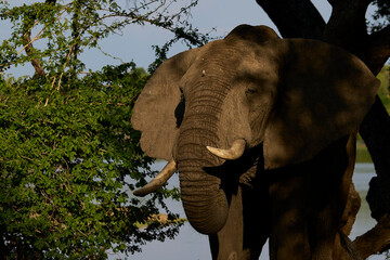 Large male African Elephant (Loxodonta africana) feeding on branches of a tree in South Luangwa National Park, Zambia      