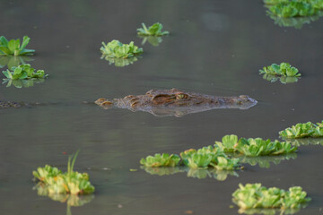 Nile Crocodile (Crocodylus niloticus) lurking amongst floating water hyacinth in a shallow lagoon in South Luangwa National Park, Zambia