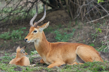 Naklejka na ściany i meble Male Puku (Kobus vardoni) with young in South Luangwa National Park, Zambia