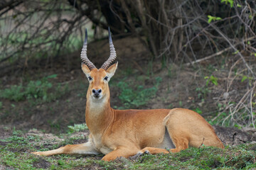 Male Puku (Kobus vardoni) in South Luangwa National Park, Zambia