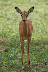 Adult Impala (Aepyceros melampus) in South Luangwa National Park, Zambia
