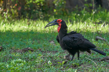 Southern Ground-Hornbill (Bucorvus leadbeateri) carrying prey in its beak in South Luangwa National Park, Zambia