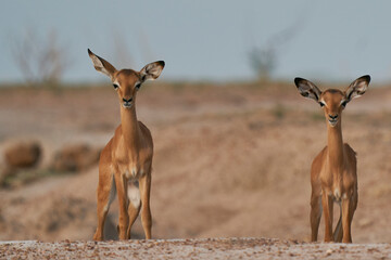 Young Impala (Aepyceros melampus) in South Luangwa National Park, Zambia - obrazy, fototapety, plakaty