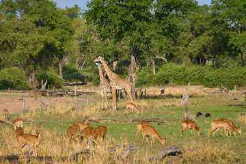 Naklejka na ściany i meble Thornicroft giraffe (Giraffa camelopardalis thornicrofti) in South Luangwa National Park, Zambia