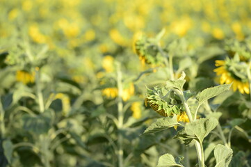 Closeup Helianthus commonly known as sunflower with blurred background in summer field