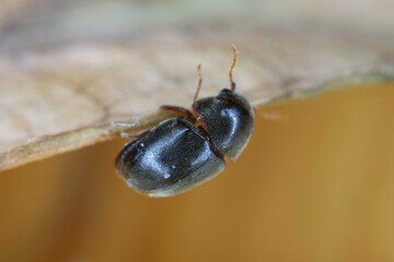 Mesocoelopus niger a tiny and rare beetle in the family Anobiidae, Ptinidae. Its larvae develop in...