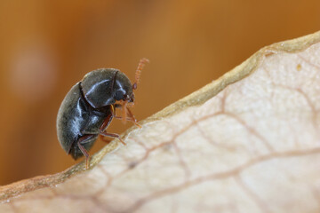 Mesocoelopus niger a tiny and rare beetle in the family Anobiidae, Ptinidae. Its larvae develop in the dry twigs of ivy (Hedera helix).
