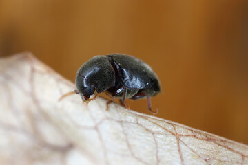 Mesocoelopus niger a tiny and rare beetle in the family Anobiidae, Ptinidae. Its larvae develop in...