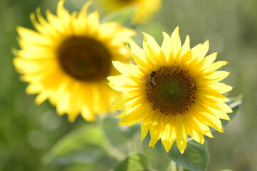 Closeup Helianthus commonly known as sunflower with blurred background in summer field