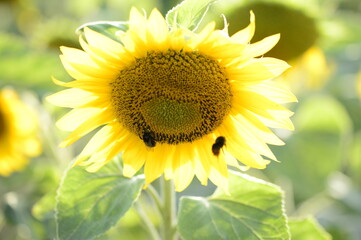 Closeup Helianthus commonly known as sunflower with blurred background in summer field