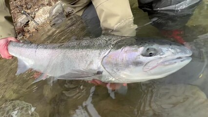 Correctly releasing large wild steelhead rainbow trout into river after landing. Catch and release method of fishing. - Powered by Adobe
