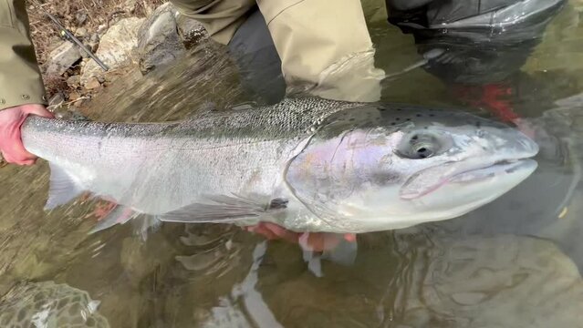 Correctly releasing large wild steelhead rainbow trout into river after landing. Catch and release method of fishing.