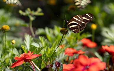 Mariposa
