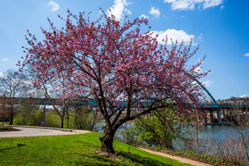 Fototapeta na wymiar Amidst Pittsburgh's South Side district, a cherry blossom tree blooms by the Allegheny River under a clear blue sky on an early spring day.