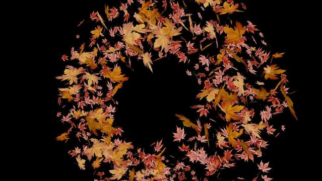 falling maple leaves particle overlay transition animation with transparent background