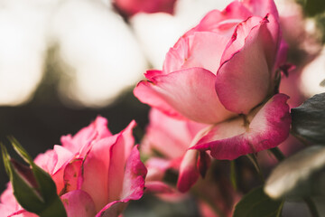 Pink rose in the garden