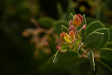 Bright Green Leaves Begin To Turn Red and Yellow Prematurely In Yosemite