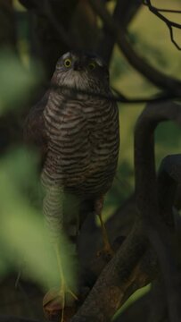 female sparrowhawk sitting in the branches of an oak tree