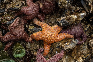 Bright Orange Ochre Sea Star On Wall With Other Sea Life