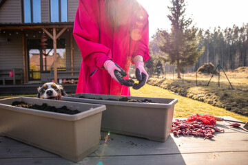Happy woman in a pink coat with gardening gloves planting in containers, accompanied by a curious...