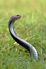 Fototapeta premium Javanese spitting cobra with its head standing ready to attack its prey
