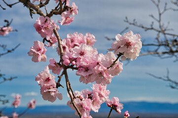 Mandelbäume im Elsass oberhalb von Voegtlinshoffen