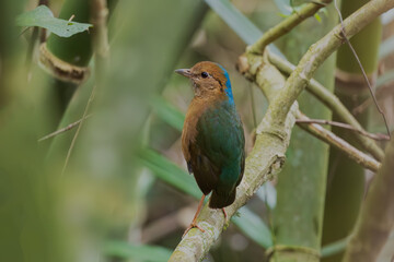 Blue-naped pitta (Hydrornis nipalensis) at Namdapha NP, Arunachal Pradesh, India
